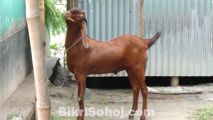 কোরবানির জন্য খাশি।।।।।